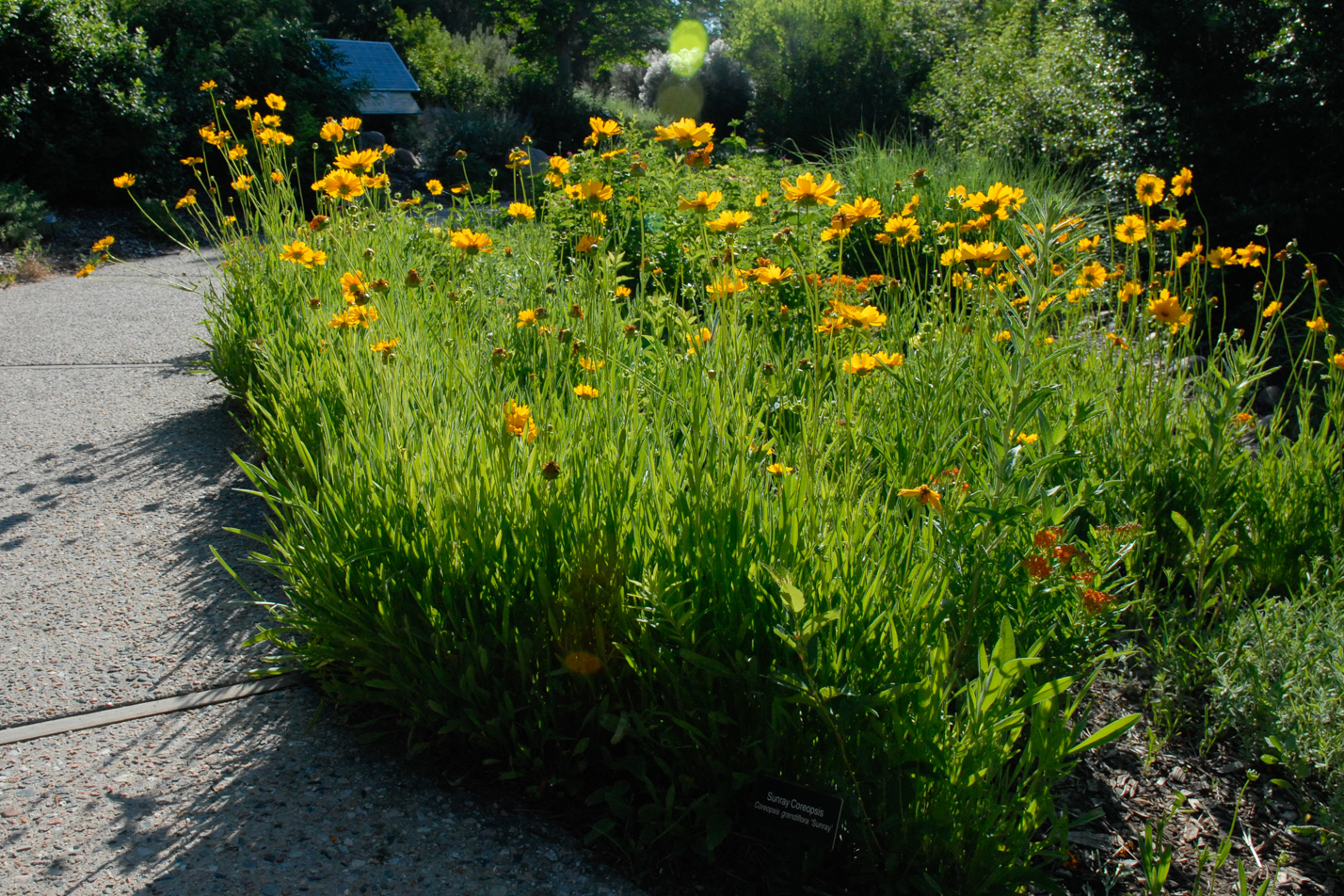 Early Sunrise Coreopsis
